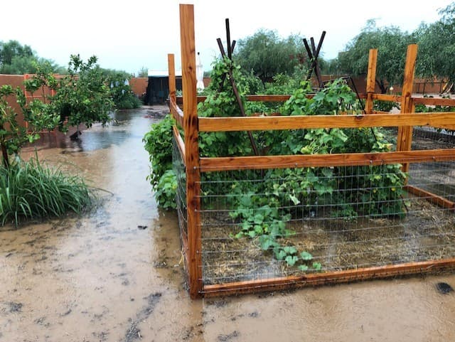 Wild Cactus Farm — photo 21