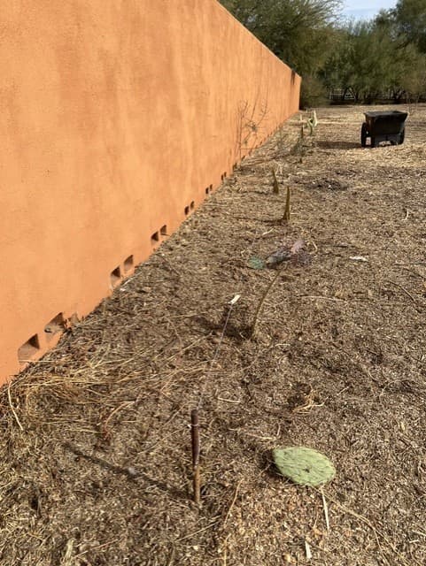 Wild Cactus Farm — photo 26
