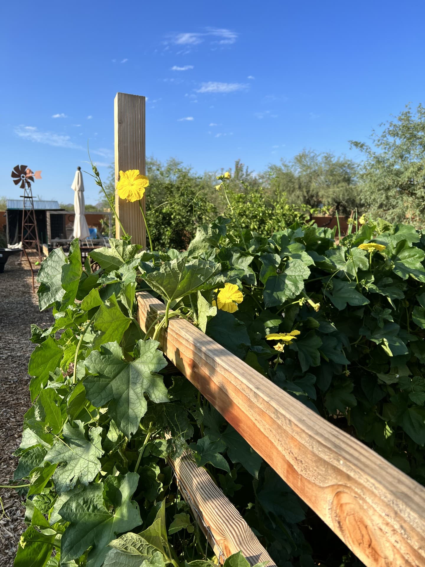 Wild Cactus Farm — photo 42