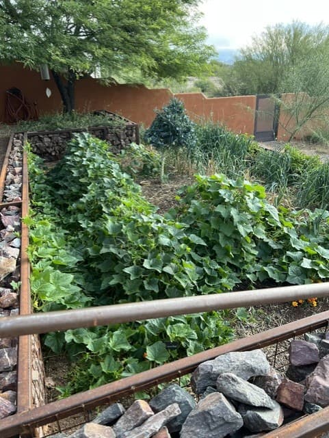 Wild Cactus Farm — photo 43