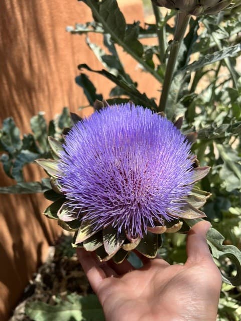 Wild Cactus Farm — photo 52