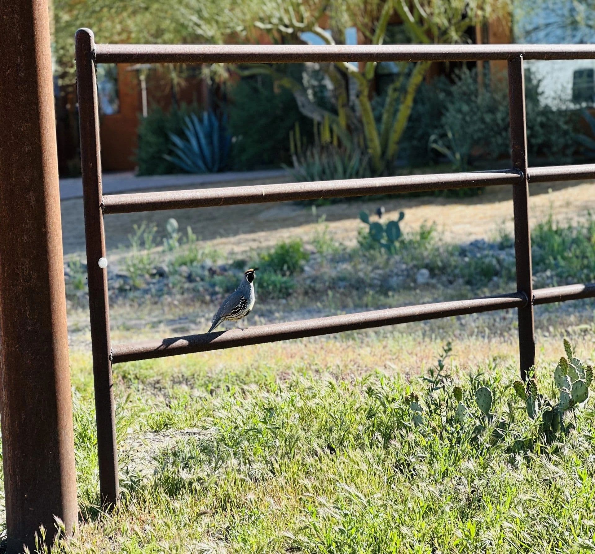 Desert permaculture in practice