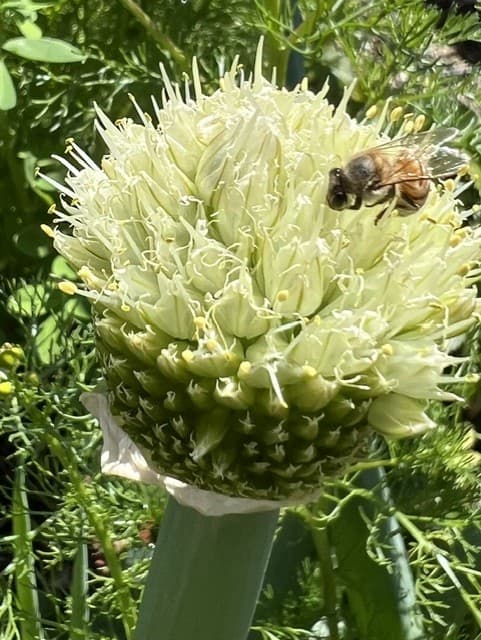 Wild Cactus Farm — photo 75