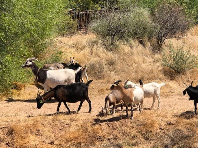 Wild Cactus Farm — photo 85