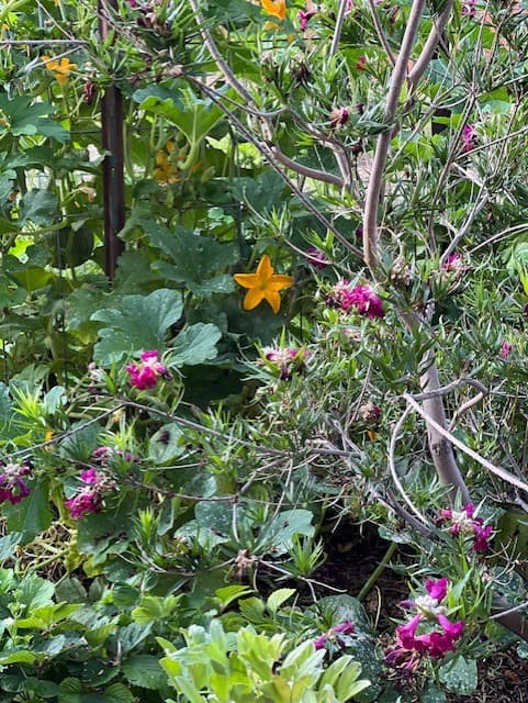 Wild Cactus Farm — photo 90