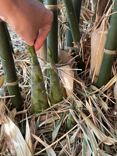 Wild Cactus Farm — photo 91
