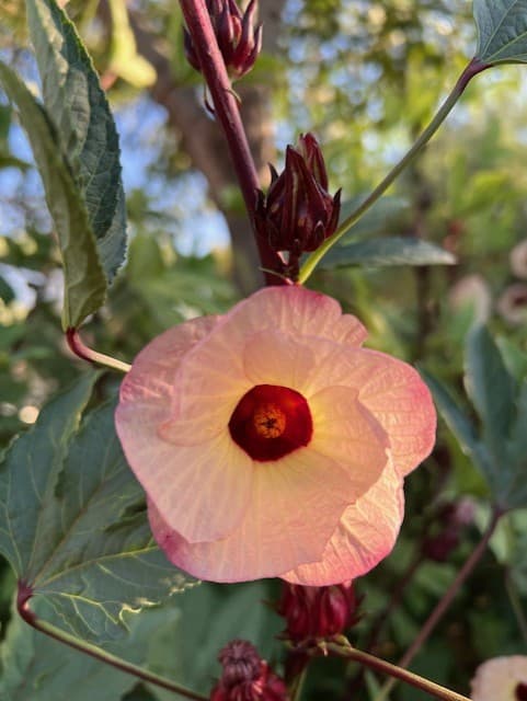 Wild Cactus Farm — photo 93