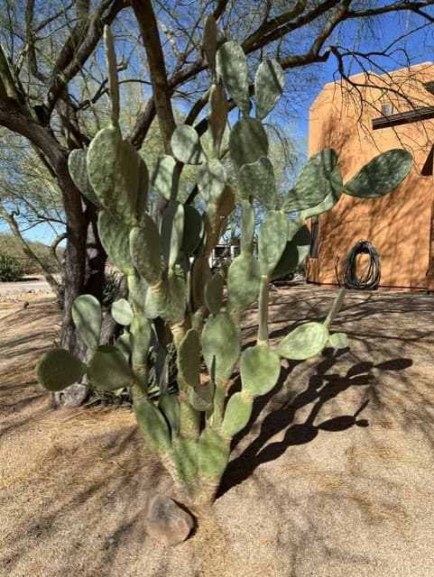 Wild Cactus Farm — photo 99