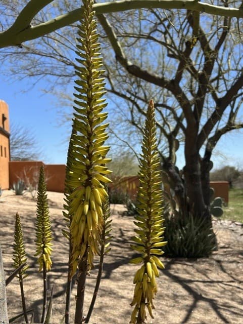 Wild Cactus Farm — photo 101