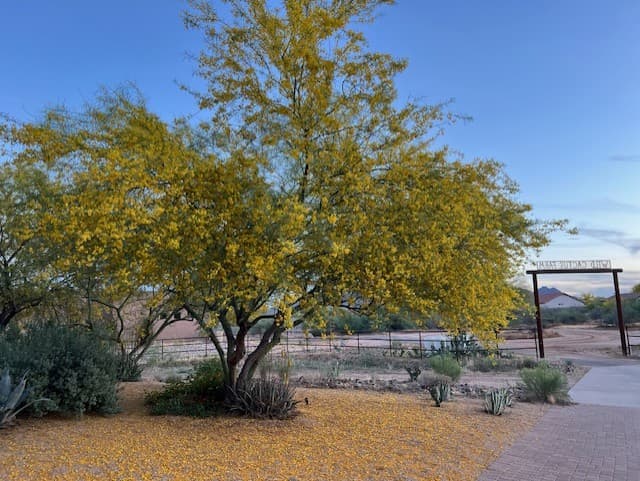 Wild Cactus Farm — photo 104