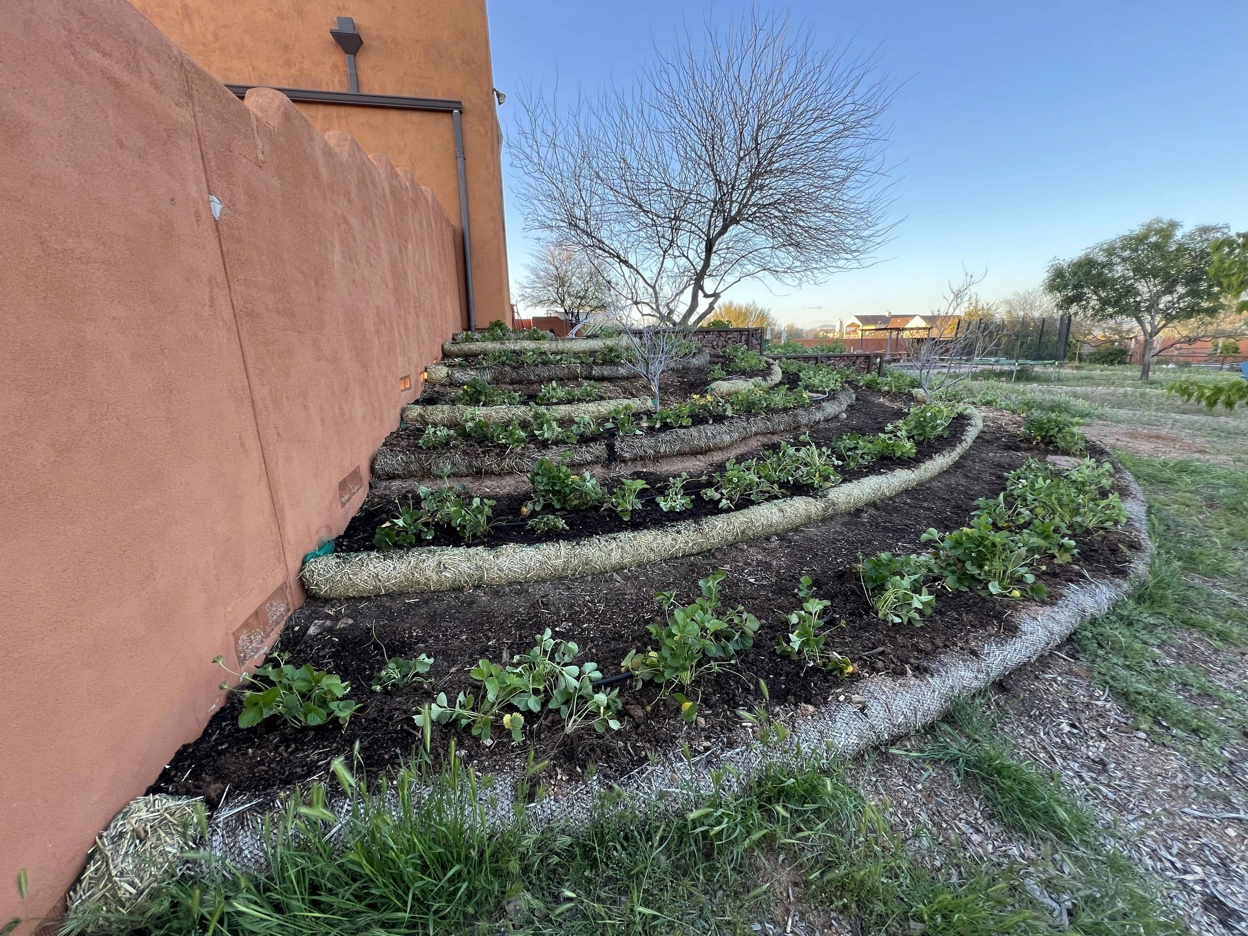 Terraced permaculture garden beds at Wild Cactus Farm